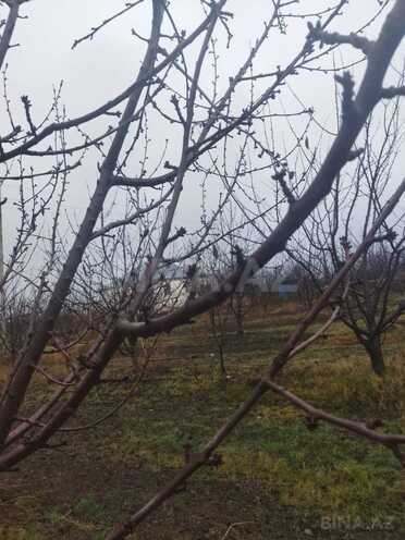 Satılır  torpaq 400 sot, Xaçmaz r., photo 6 from 9
