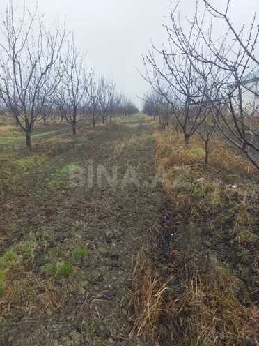 Satılır  torpaq 400 sot, Xaçmaz r., photo 3 from 9