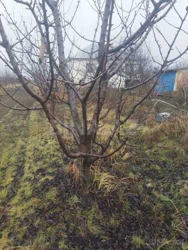 Satılır  torpaq 400 sot, Xaçmaz r., photo 7 from 9