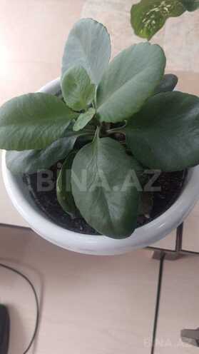 Сдаётся 4-комн. новостройка 75 м², м. Нефтчиляр, photo 20 from 21