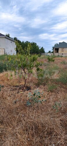 Satılır  torpaq 12 sot, Xaçmaz r., photo 3 from 11