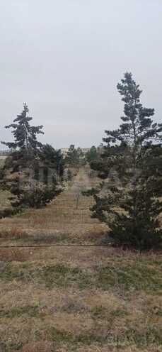 Satılır  torpaq 500 sot, Pirəkəşkül q., photo 5 from 9