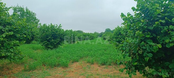 Satılır  torpaq 150 sot, photo 7 from 15