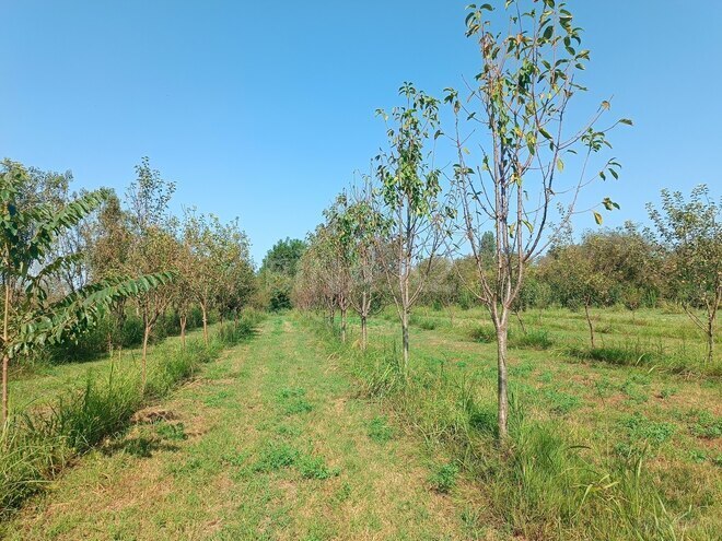 Satılır  torpaq 150 sot, photo 12 from 15