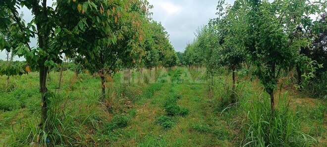 Satılır  torpaq 150 sot, photo 3 from 15