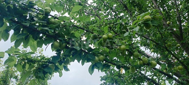 Satılır  torpaq 150 sot, photo 5 from 15