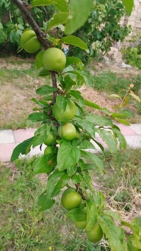 Продаётся 5-комн. дом/дача 180 м², пос. Гала, photo 12 from 32