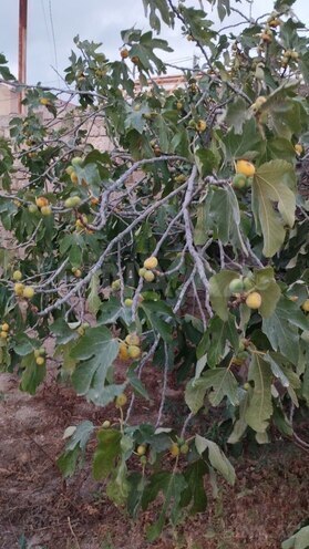 Продаётся 5-комн. дом/дача 180 м², пос. Гала, photo 7 from 32