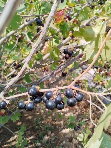 Продаётся 5-комн. дом/дача 180 м², пос. Гала, photo 8 from 32