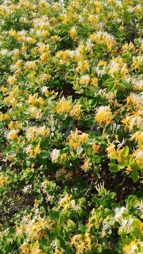 Продаётся 5-комн. дом/дача 180 м², пос. Гала, photo 11 from 32