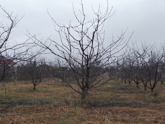 Satılır  torpaq 45 sot, photo 3 from 19