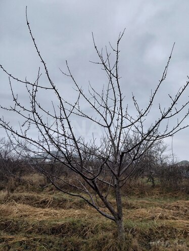 Satılır  torpaq 45 sot, photo 10 from 19