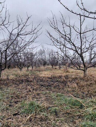 Satılır  torpaq 45 sot, photo 4 from 19