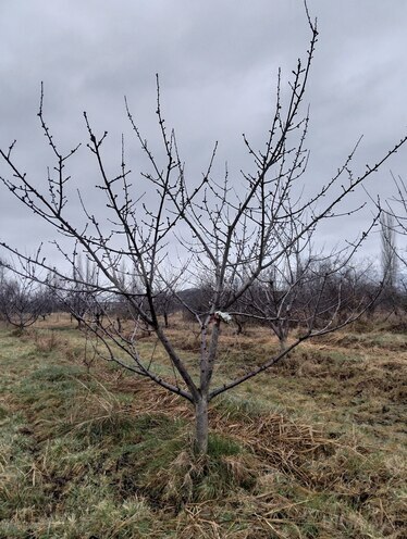 Satılır  torpaq 45 sot, photo 11 from 19