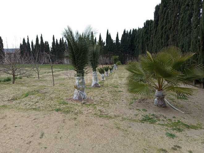 Satılır  torpaq 28 sot, Nardaran q., photo 4 from 6