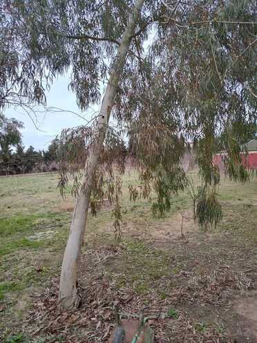 Satılır  torpaq 33.1 sot, Nardaran q., photo 10 from 16