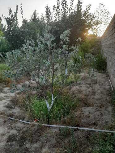 Satılır  torpaq 5.2 sot, Albalılıq q., photo 4 from 9