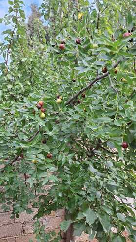 Satılır  torpaq 5.2 sot, Albalılıq q., photo 8 from 9