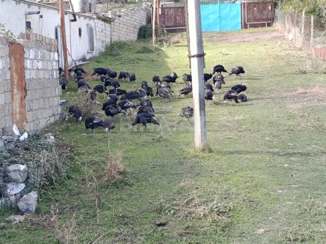 Satılır  obyekt 12 000 m², photo 6 from 20