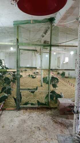 Satılır  obyekt 12 000 m², photo 4 from 20