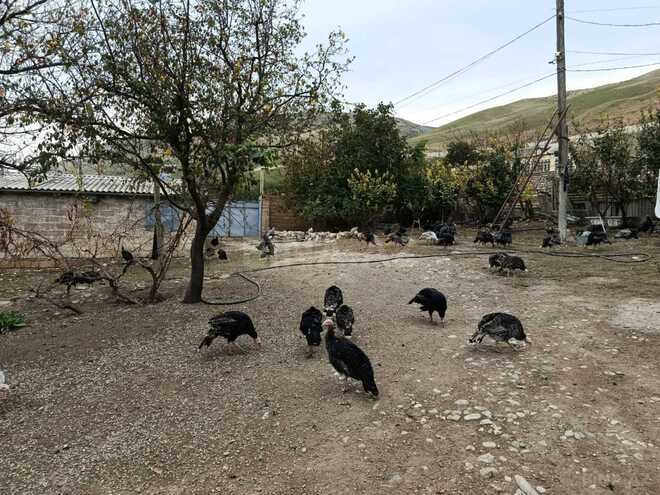 Satılır  obyekt 12 000 m², photo 8 from 20