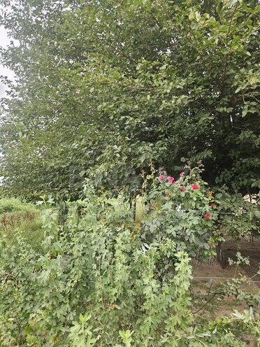 Satılır  torpaq 3 000 sot, photo 3 from 27