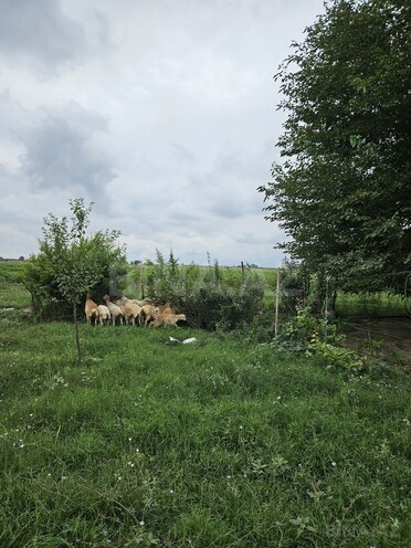 Satılır  torpaq 3 000 sot, photo 11 from 27