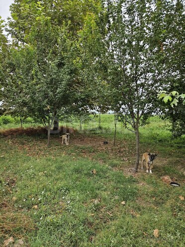 Satılır  torpaq 3 000 sot, photo 13 from 27