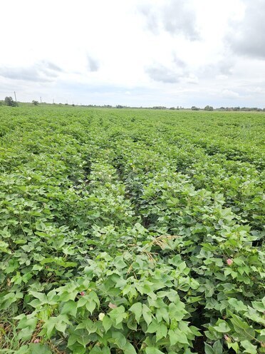 Satılır  torpaq 3 000 sot, photo 25 from 27