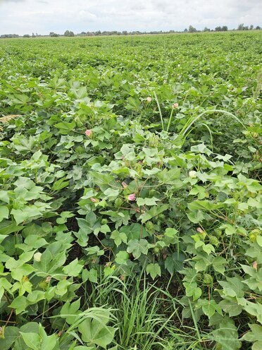 Satılır  torpaq 3 000 sot, photo 24 from 27