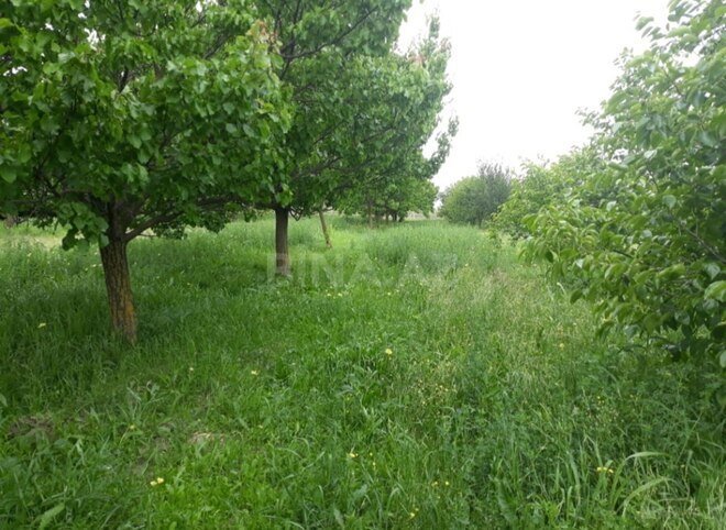 Satılır  torpaq 10 sot, photo 3 from 8