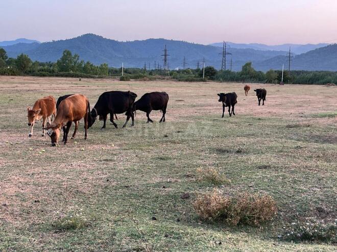 Satılır  torpaq 400 sot, photo 9 from 12