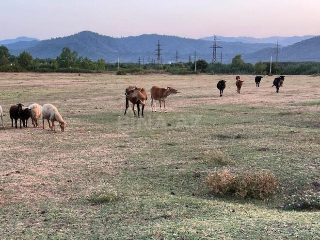 Satılır  torpaq 400 sot, photo 10 from 12