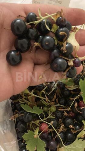 Satılır 4 otaqlı həyət evi/bağ evi 162 m², Albalılıq q., photo 31 from 32