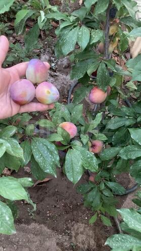 Satılır 4 otaqlı həyət evi/bağ evi 162 m², Albalılıq q., photo 29 from 32