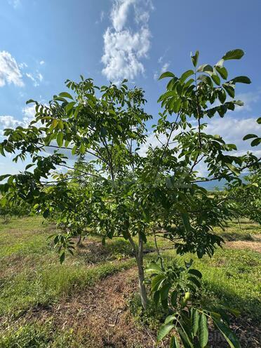 Продаётся  участок 2 сот, photo 16 from 26