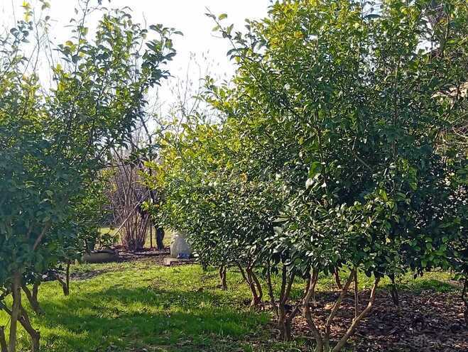 Продаётся 3-комн. дом/дача 140 м², photo 5 from 7