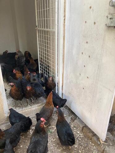 Satılır 3 otaqlı həyət evi/bağ evi 165 m², Albalılıq q., photo 11 from 26