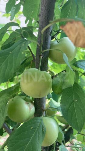 Satılır 3 otaqlı həyət evi/bağ evi 165 m², Albalılıq q., photo 21 from 26