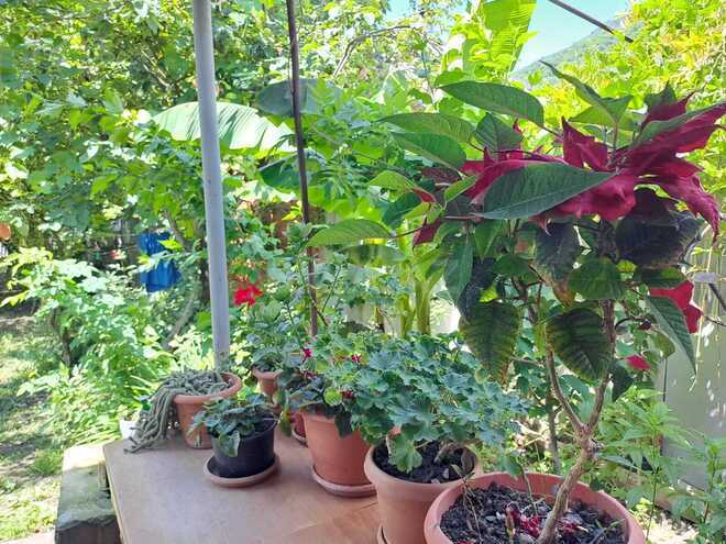 İcarəyə verilir 3 otaqlı həyət evi/bağ evi 100 m², photo 6 from 16