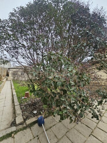 Satılır  torpaq 6 sot, Badamdar q., photo 5 from 6