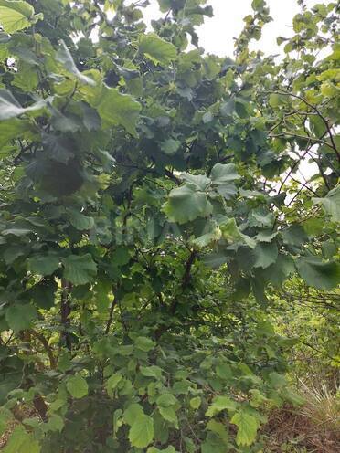 Satılır  torpaq 150 sot, Xaçmaz r., photo 5 from 7