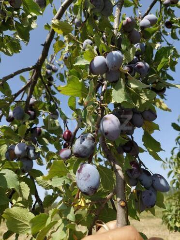 Satılır  torpaq 150 sot, Xaçmaz r., photo 6 from 7