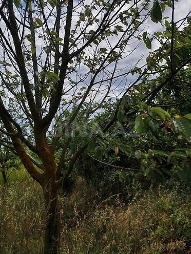 Satılır  torpaq 150 sot, Xaçmaz r., photo 4 from 7