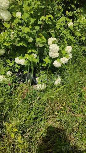 Продаётся 5-комн. дом/дача 100 м², Хачмазский р., photo 7 from 11