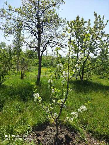 Продаётся 5-комн. дом/дача 100 м², Хачмазский р., photo 3 from 11