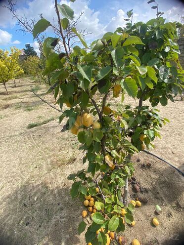 Продаётся  участок 17 сот, пос. Новханы, photo 12 from 27