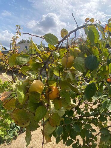 Продаётся  участок 17 сот, пос. Новханы, photo 21 from 27