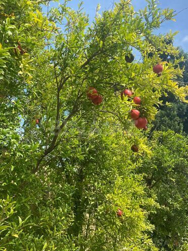 Продаётся  участок 17 сот, пос. Новханы, photo 14 from 27