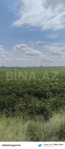 Satılır  torpaq 257 sot, photo 4 from 31